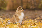 Shetland Sheepdog in autumn