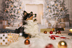 Shetland Sheepdog