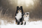 Shetland Sheepdog