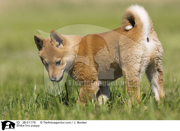 Shiba Inu Welpe / Shiba Inu puppy / JB-01179