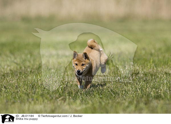Shiba Inu Welpe / Shiba Inu puppy / JB-01184