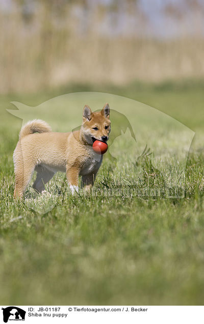 Shiba Inu puppy / JB-01187