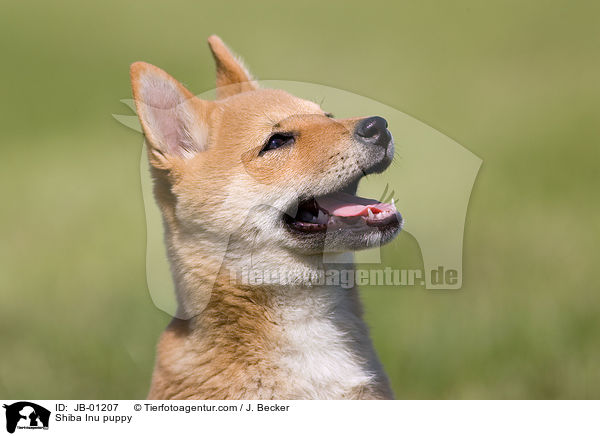 Shiba Inu Welpe / Shiba Inu puppy / JB-01207