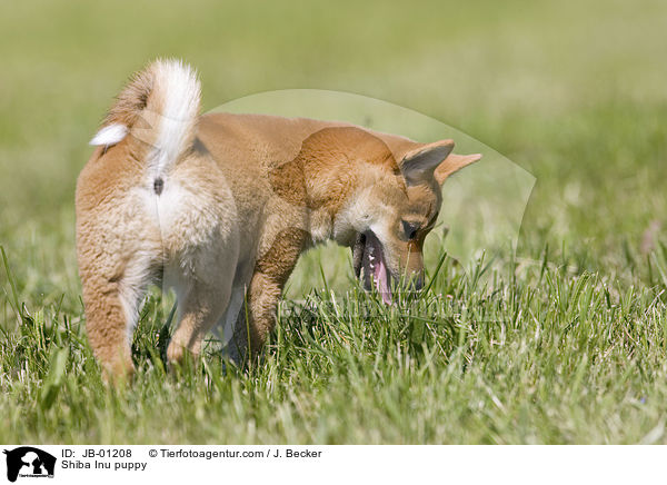 Shiba Inu Welpe / Shiba Inu puppy / JB-01208