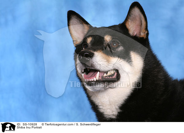 Shiba Inu Portrait / Shiba Inu Portrait / SS-10928
