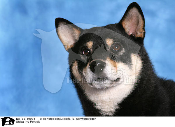 Shiba Inu Portrait / Shiba Inu Portrait / SS-10934