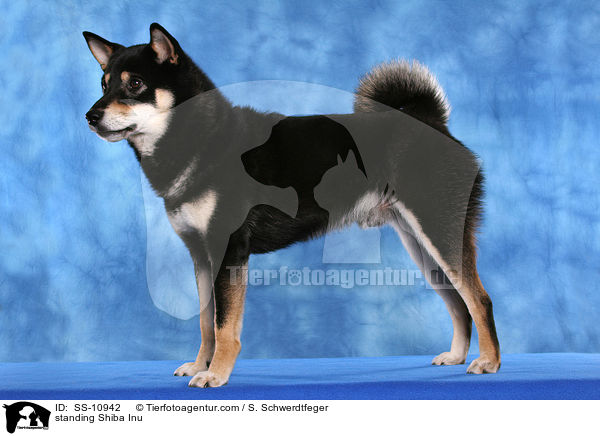 stehender Shiba Inu / standing Shiba Inu / SS-10942