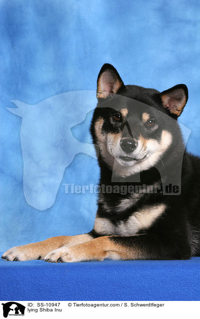 liegender Shiba Inu / lying Shiba Inu / SS-10947