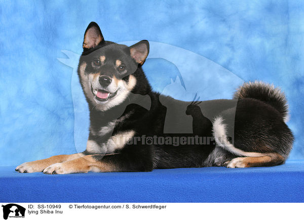 liegender Shiba Inu / lying Shiba Inu / SS-10949