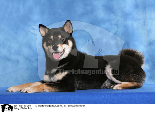 liegender Shiba Inu / lying Shiba Inu / SS-10951
