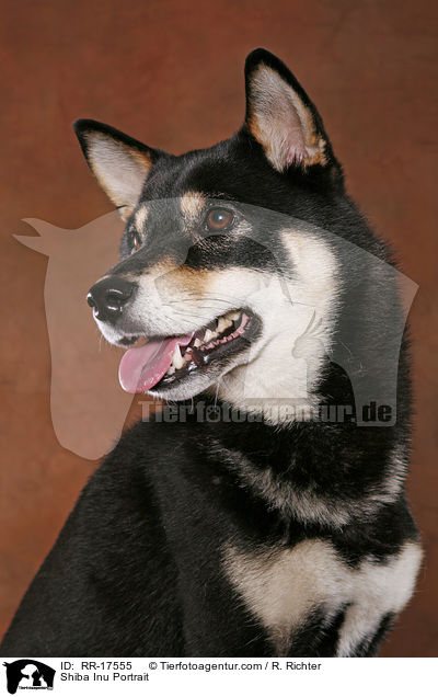 Shiba Inu Portrait / Shiba Inu Portrait / RR-17555
