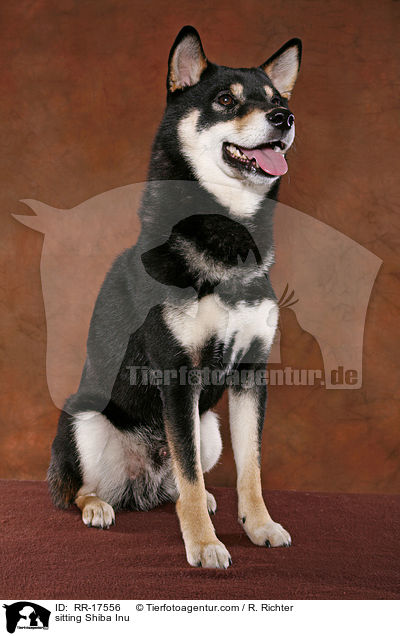sitzender Shiba Inu / sitting Shiba Inu / RR-17556