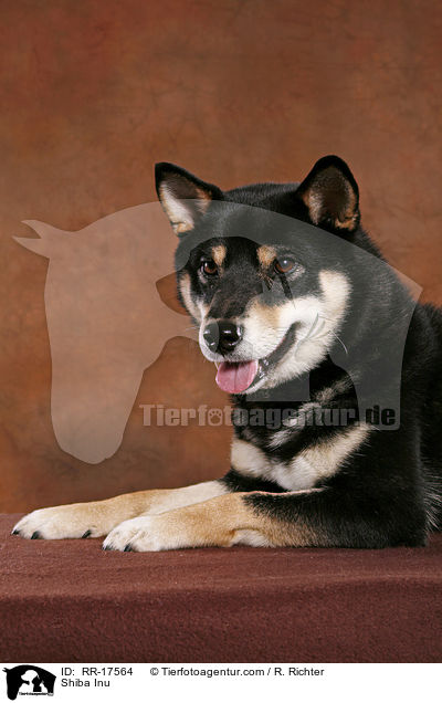 Shiba Inu / Shiba Inu / RR-17564