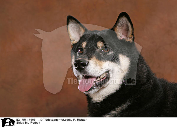 Shiba Inu Portrait / Shiba Inu Portrait / RR-17565