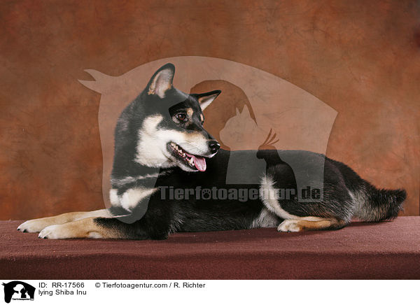 liegender Shiba Inu / lying Shiba Inu / RR-17566