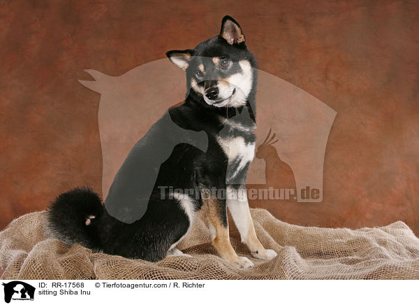 sitzender Shiba Inu / sitting Shiba Inu / RR-17568