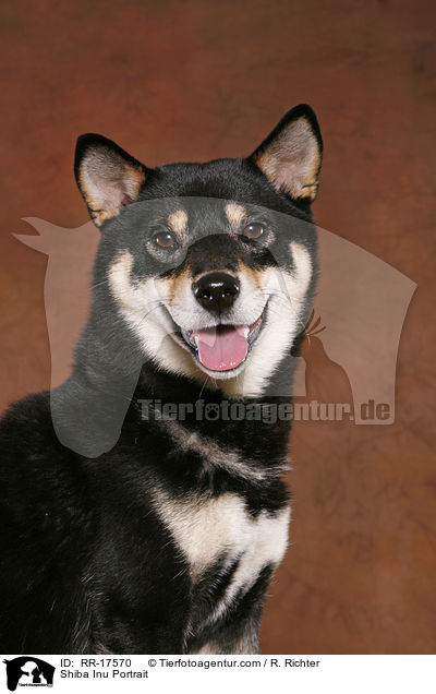 Shiba Inu Portrait / Shiba Inu Portrait / RR-17570