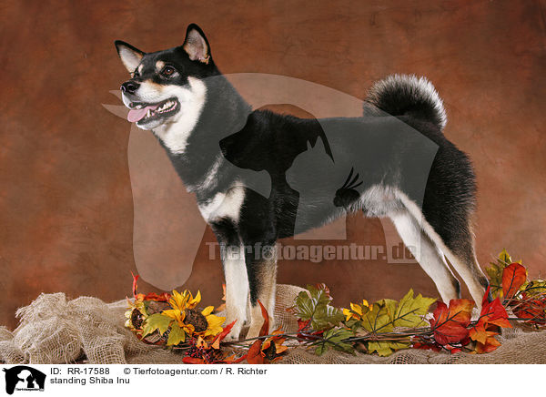 stehender Shiba Inu / standing Shiba Inu / RR-17588