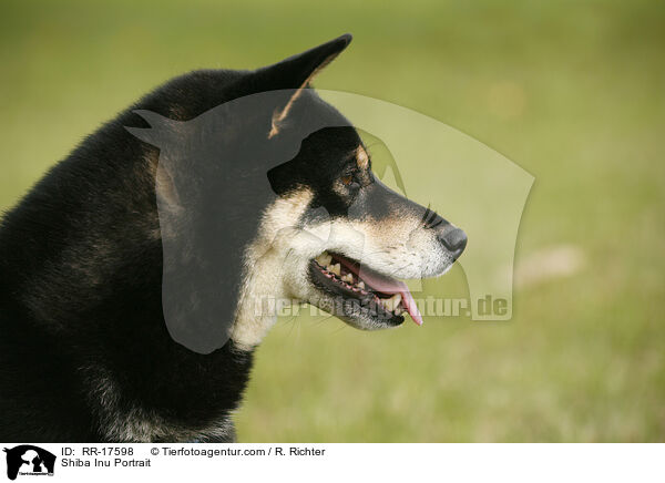Shiba Inu Portrait / Shiba Inu Portrait / RR-17598