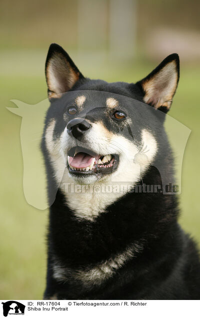 Shiba Inu Portrait / Shiba Inu Portrait / RR-17604
