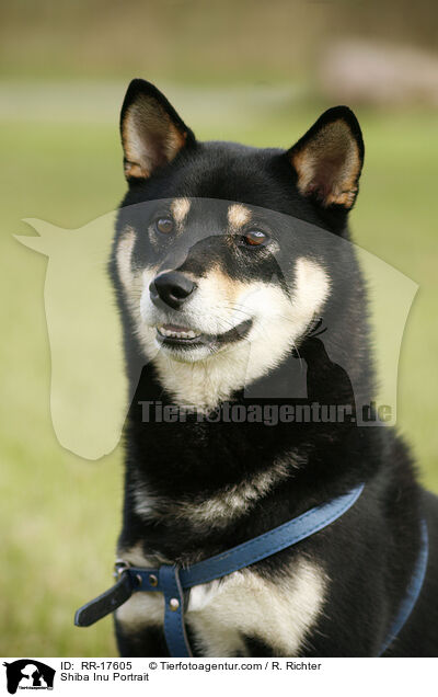 Shiba Inu Portrait / Shiba Inu Portrait / RR-17605