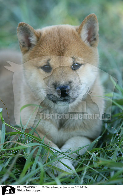 Shiba Inu Welpe / Shiba Inu puppy / PM-03076