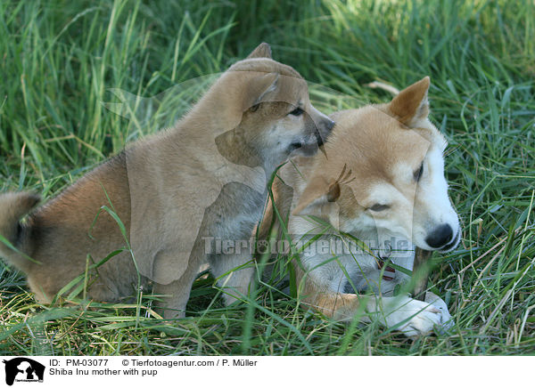 Shiba Inu Hndin mit Welpen / Shiba Inu mother with pup / PM-03077
