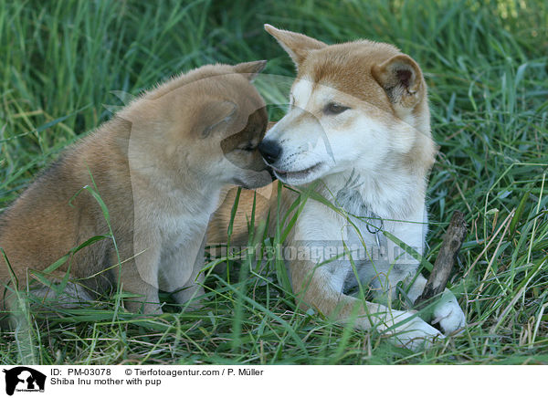 Shiba Inu Hndin mit Welpen / Shiba Inu mother with pup / PM-03078