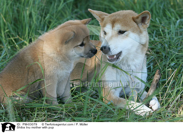 Shiba Inu Hndin mit Welpen / Shiba Inu mother with pup / PM-03079
