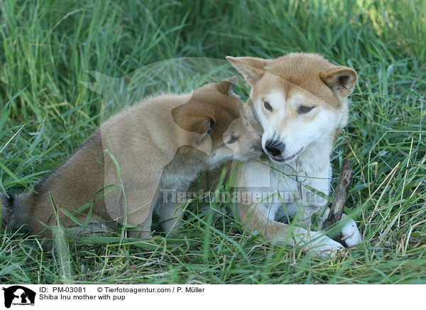 Shiba Inu Hndin mit Welpen / Shiba Inu mother with pup / PM-03081