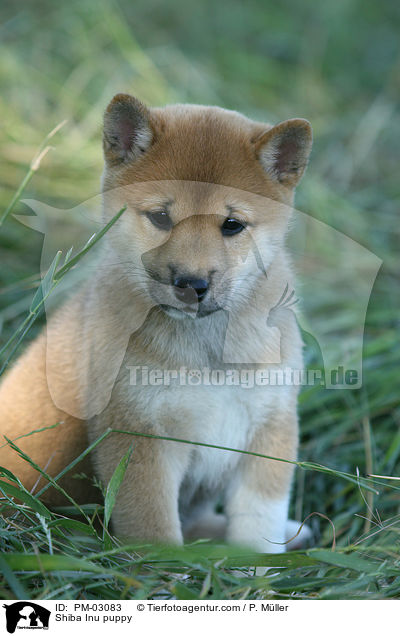 Shiba Inu Welpe / Shiba Inu puppy / PM-03083