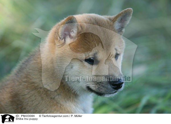 Shiba Inu Welpe / Shiba Inu puppy / PM-03084