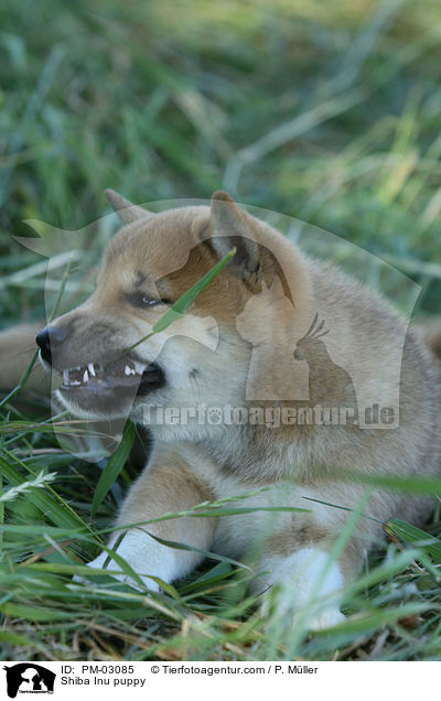 Shiba Inu Welpe / Shiba Inu puppy / PM-03085