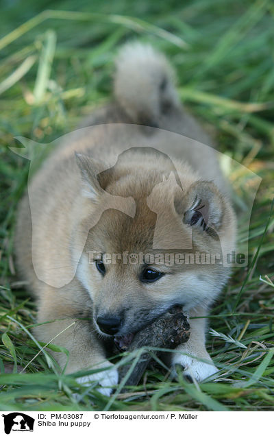 Shiba Inu Welpe / Shiba Inu puppy / PM-03087
