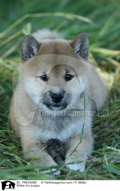 Shiba Inu Welpe / Shiba Inu puppy / PM-03088