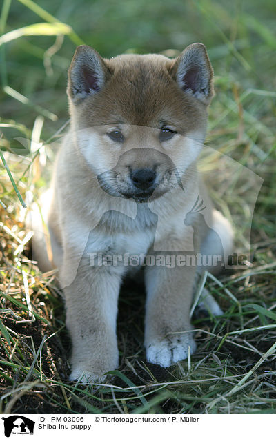 Shiba Inu Welpe / Shiba Inu puppy / PM-03096