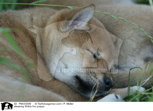 schlafender Shiba Inu Welpe / sleeping Shiba Inu puppy / PM-03099