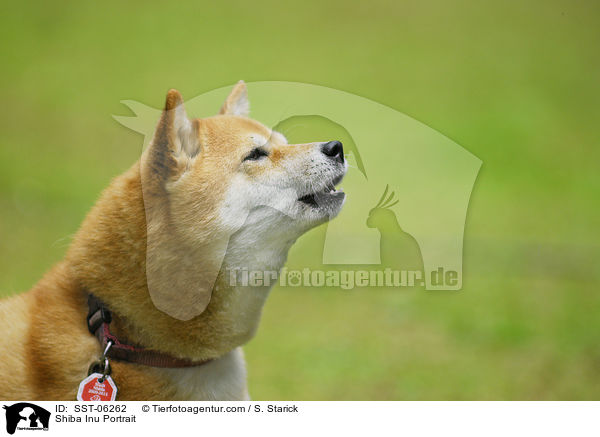 Shiba Inu Portrait / Shiba Inu Portrait / SST-06262