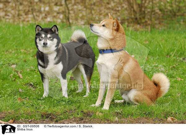 Shiba Inus / Shiba Inus / SST-09506