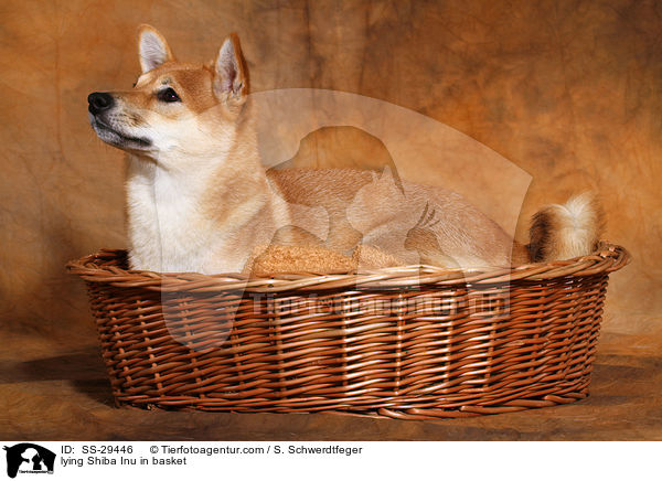 lying Shiba Inu in basket / SS-29446