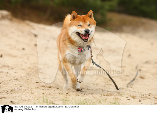rennender Shiba Inu / running Shiba Inu / DG-07222