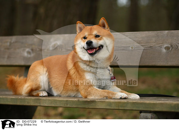 liegender Shiba Inu / lying Shiba Inu / DG-07229