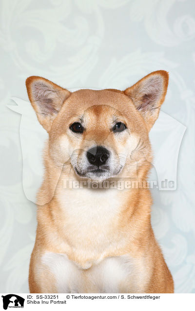 Shiba Inu Portrait / Shiba Inu Portrait / SS-33251