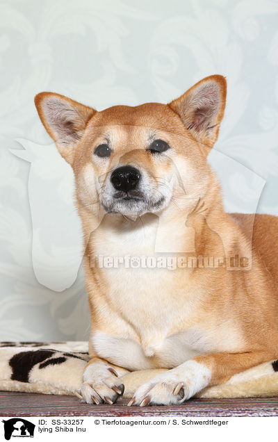 liegender Shiba Inu / lying Shiba Inu / SS-33257