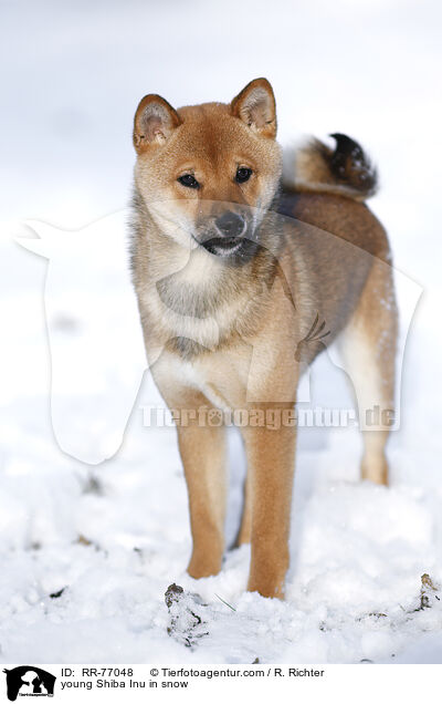 junger Shiba Inu im Schnee / young Shiba Inu in snow / RR-77048