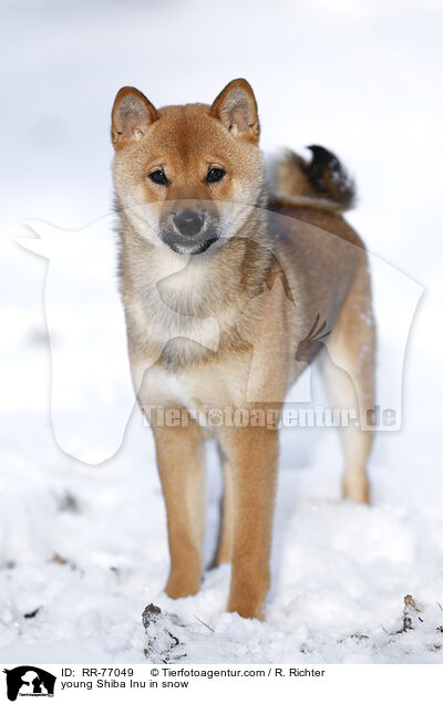 junger Shiba Inu im Schnee / young Shiba Inu in snow / RR-77049
