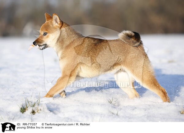junger Shiba Inu im Schnee / young Shiba Inu in snow / RR-77057