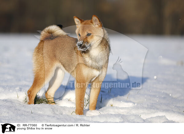 junger Shiba Inu im Schnee / young Shiba Inu in snow / RR-77060
