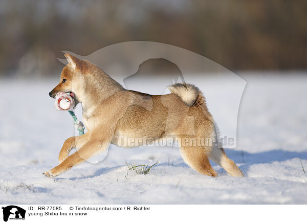 young Shiba Inu in snow / RR-77085