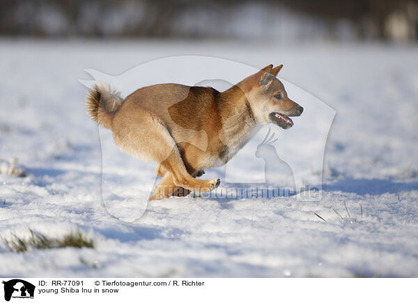 junger Shiba Inu im Schnee / young Shiba Inu in snow / RR-77091